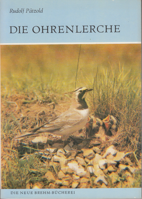 Die Ohrenlerche. Eremophila alpestris