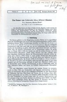 Das Femur von Eotheroides libyca (Owen) (Sirenia)