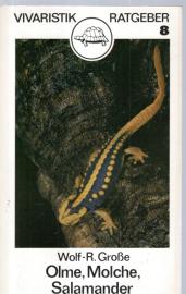 Olme Molche Salamander