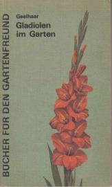 Gladiolen im Garten 
